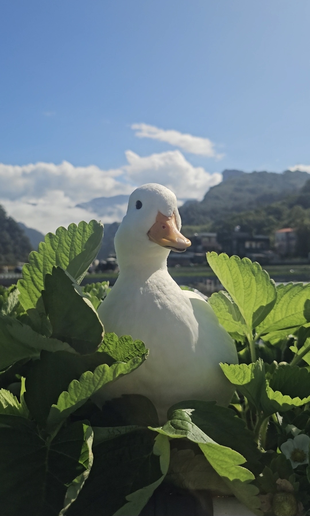 園區的白鴨子站在草莓葉間