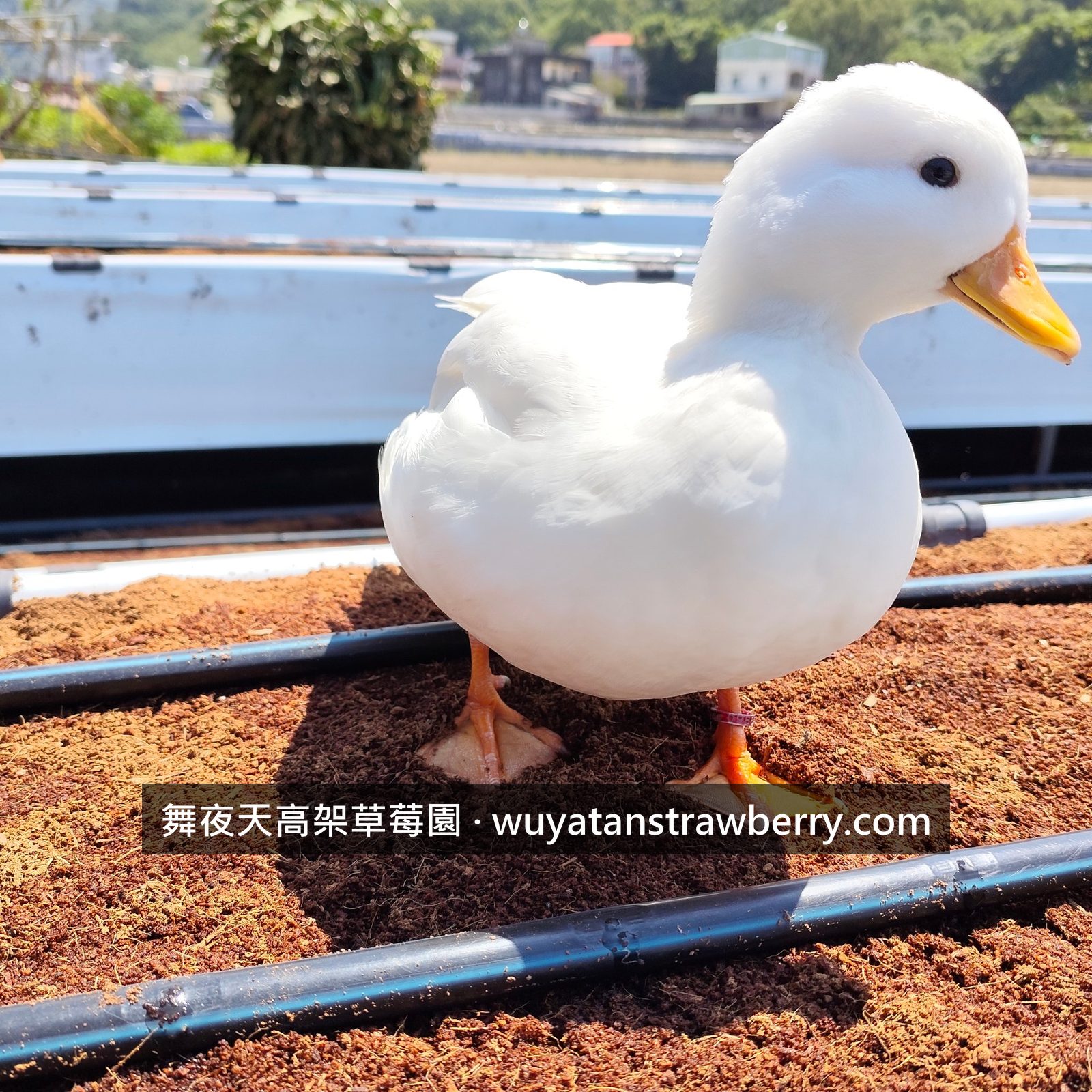 補土補土啦!被益生菌吃掉的每年都要補回來,施加一點鴨力把土夯實