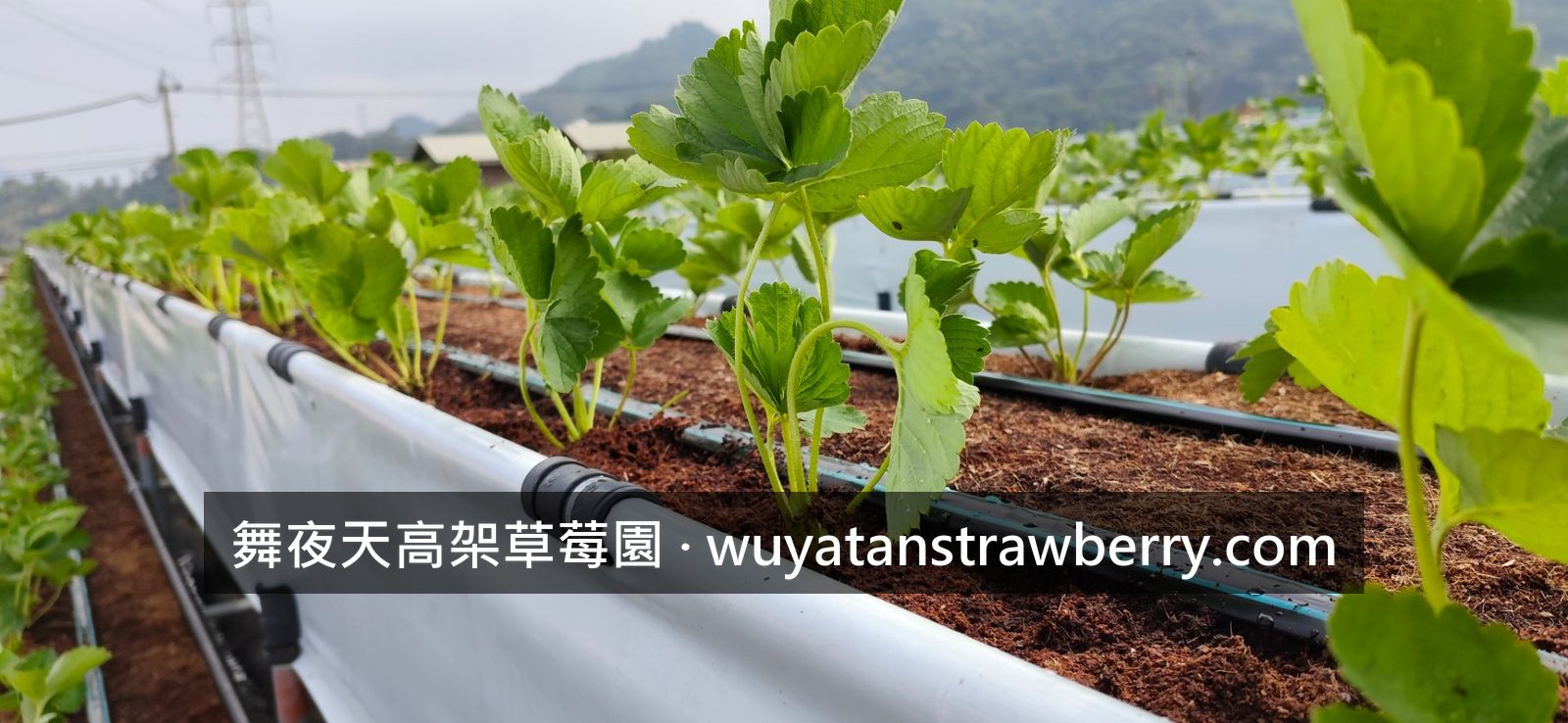 這一批次的草莓都種好了,為了讓園區的草莓可以分批輪流產出,我們會隔週分批種植,這樣才不會產期通通擠在一起