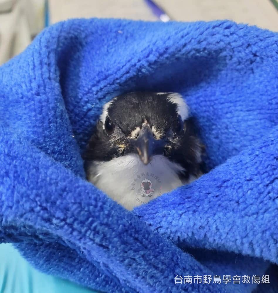 救傷組照顧中的小鳥，裹在藍色毛巾裡只露出頭