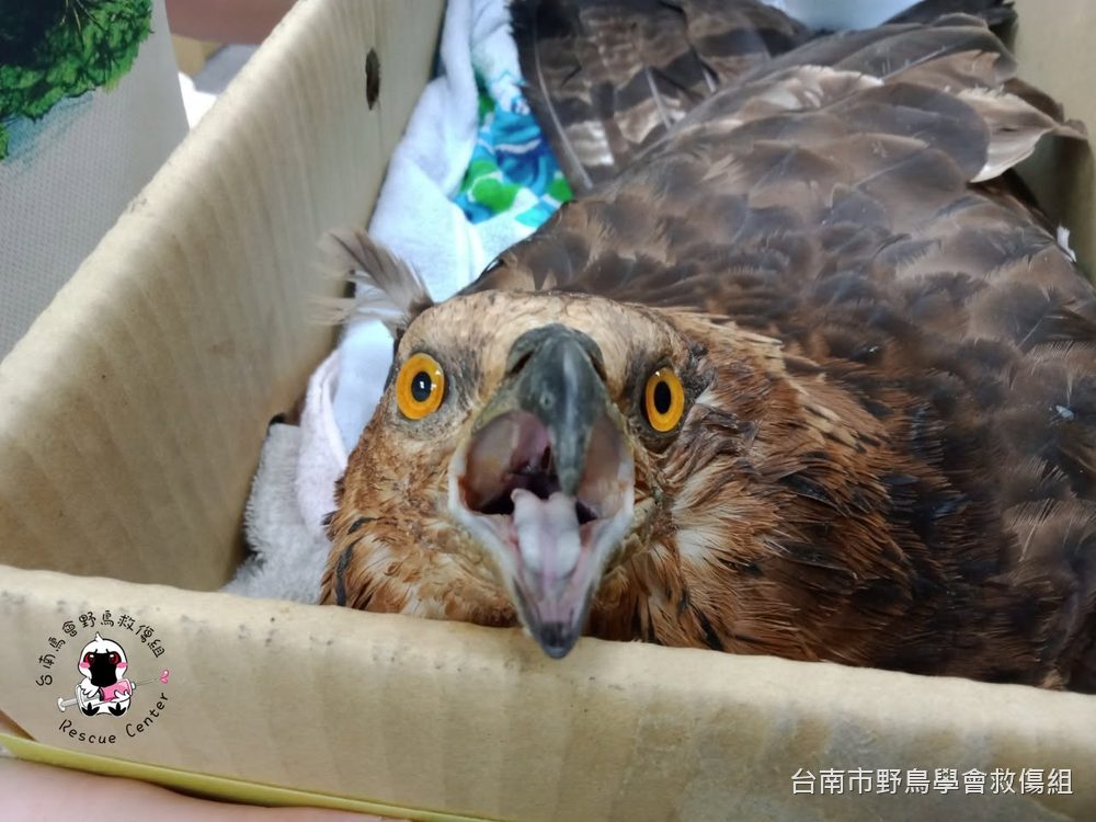 紙箱裡休養的猛禽