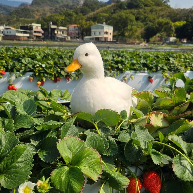 白鴨停在紅色草莓與遠山之間