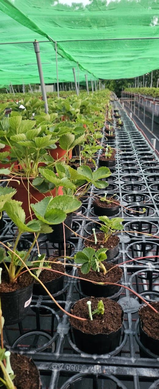 母株抽出走莖，接到小盆裡育成下一代草莓苗