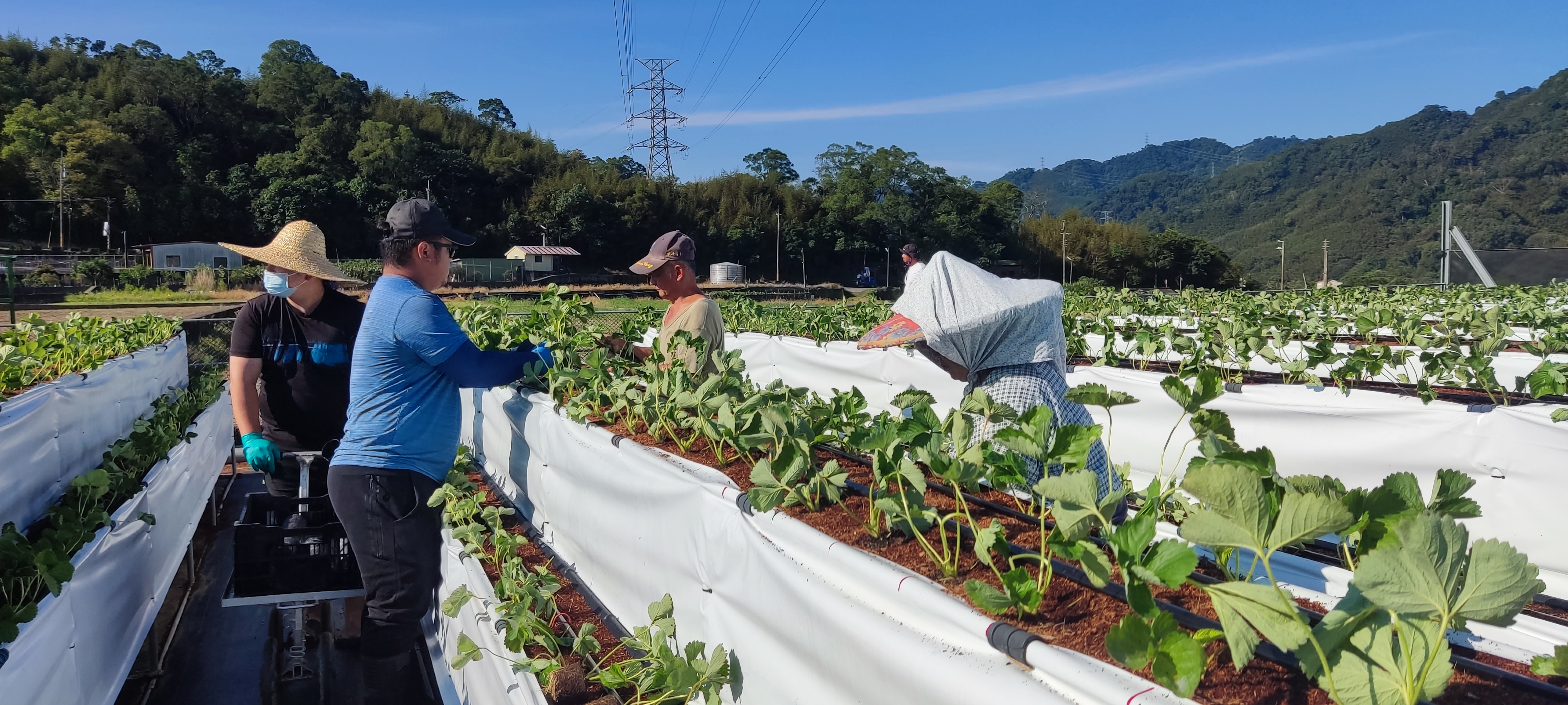 舞夜天一家人與農友在高架草莓園裡逐畦整理草莓植株